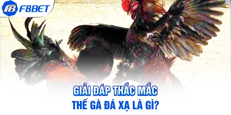 Giải đáp thắc mắc thế gà đá xạ là gì?
